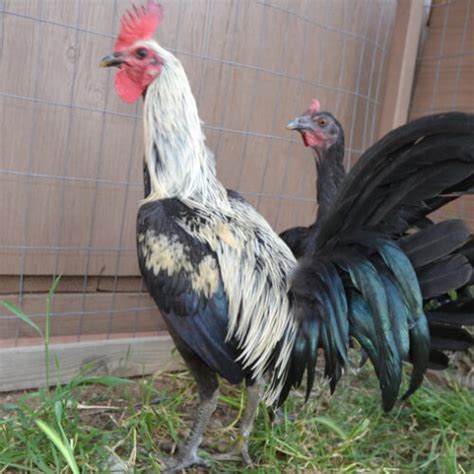 gamefowl bloodlines in the philippines|Grey Rooster Fighting Style and the Top Grey Gamefowl Breeders.